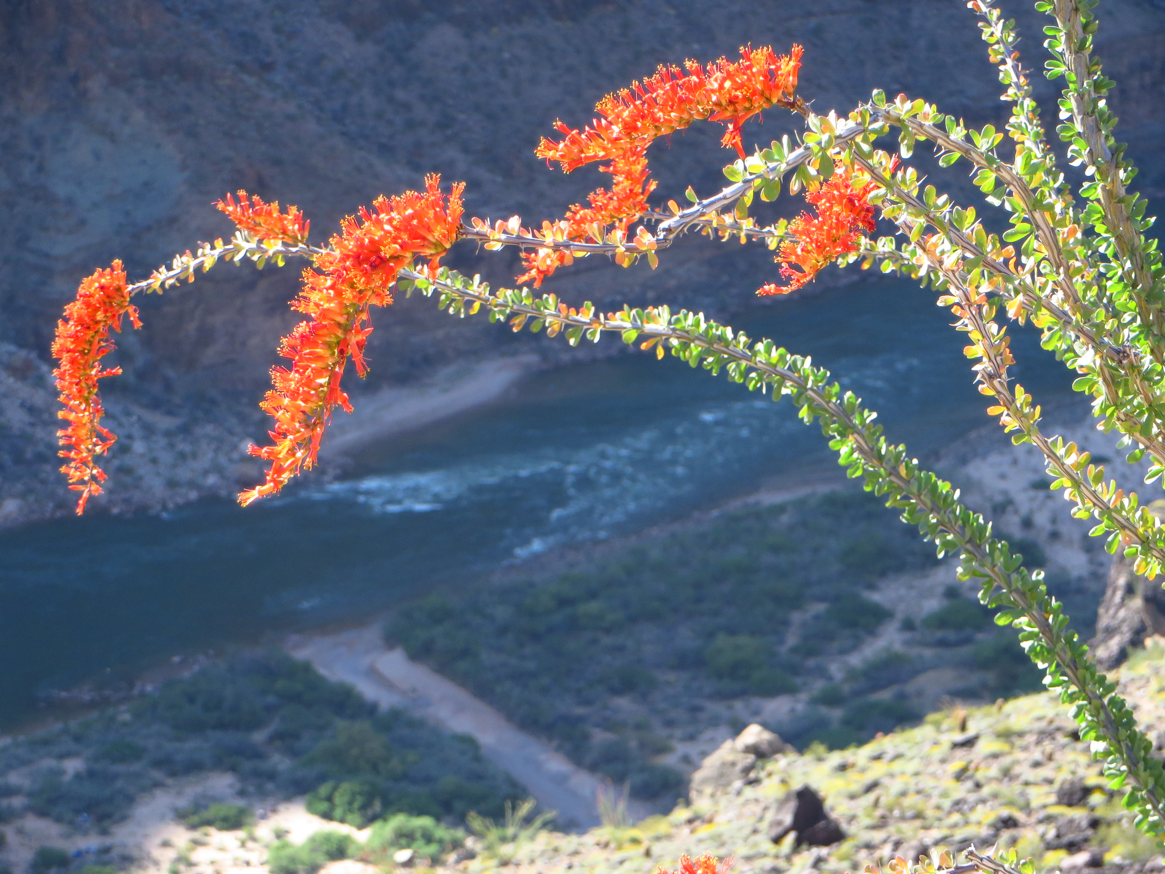 Ocatillo above Whitmore